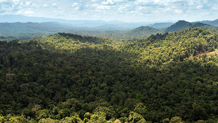 New Guinea rainforest