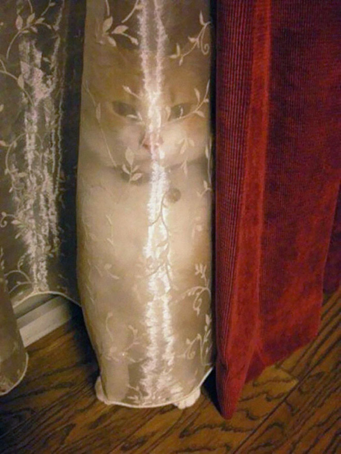 The cat behind the curtain