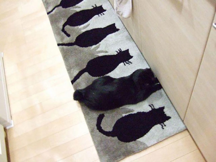 گربه روی طرح قالی