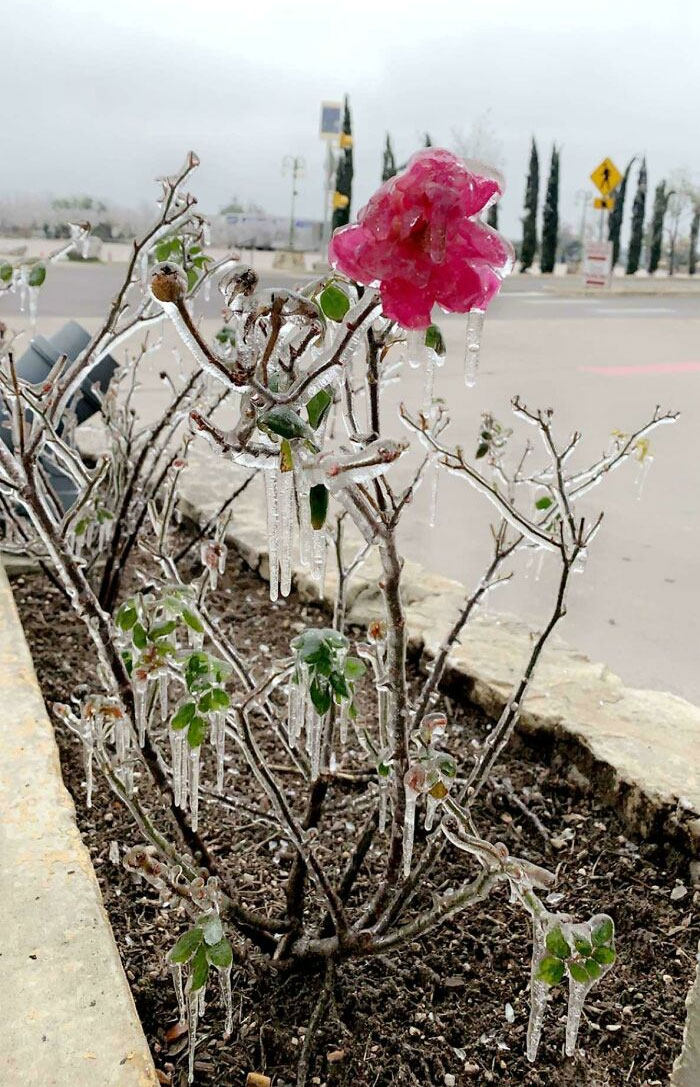 سرما و یخبندان در زمستان/