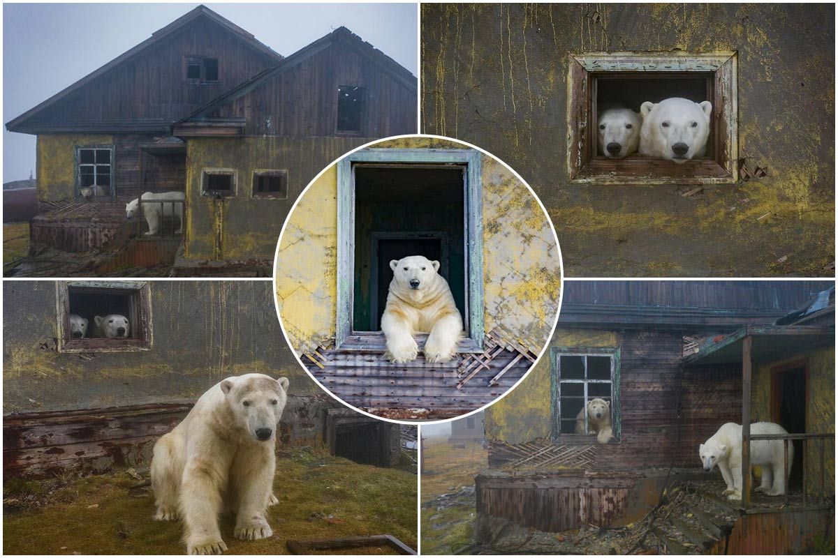 تصاویر دیدنی از خرس‌هایی که در ایستگاه متروکه هواشناسی زندگی می‌کنند