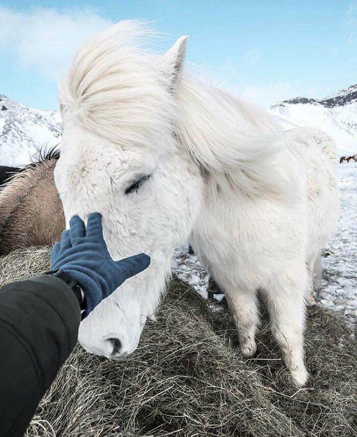 Beautiful and unique horses