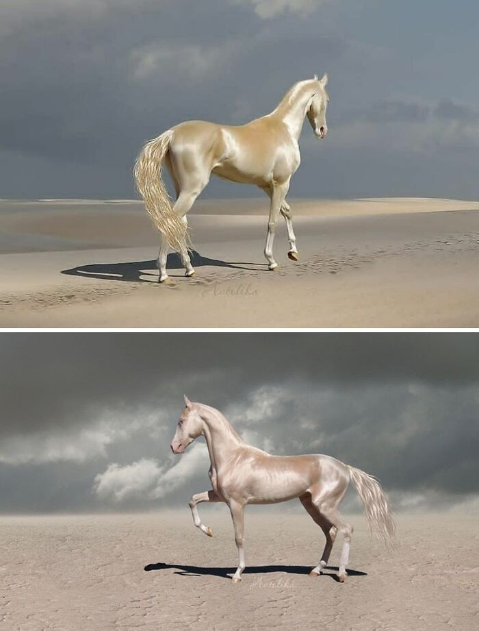 اسب‌های زیبا و منحصریه‌فرد