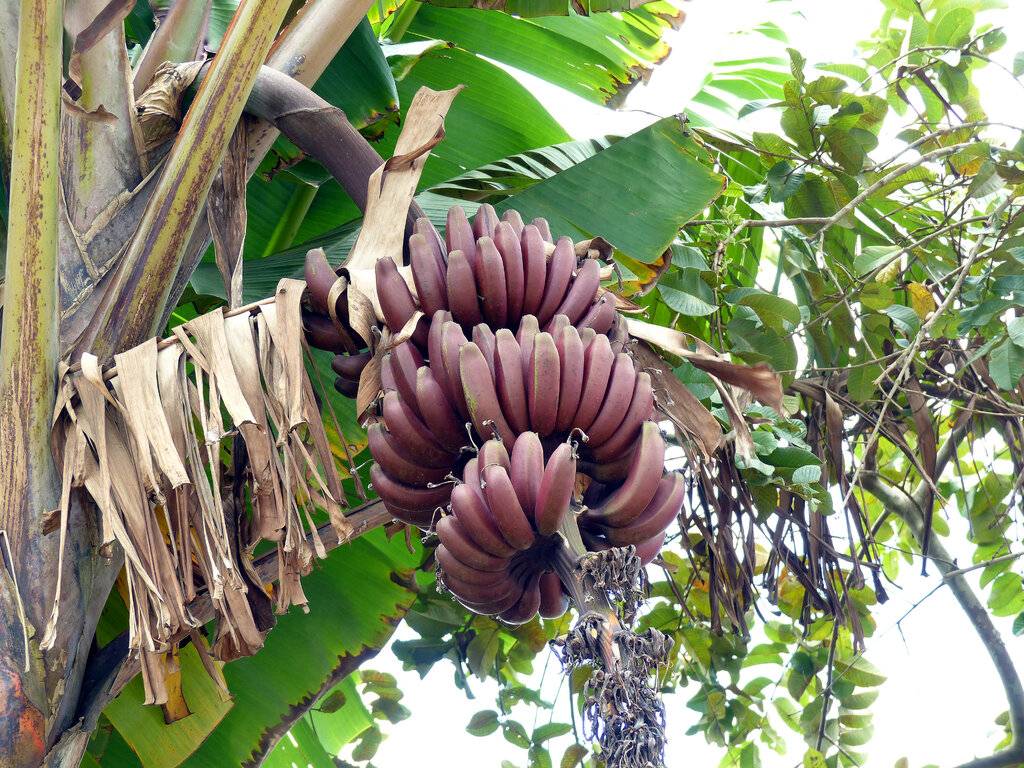 درخت موز / Bananas