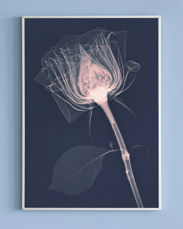 تصاویر اشعه ایکس از گل‌ها