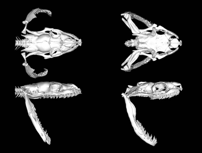 اسکن آرواره مار / CT scans of Burmese python jaws