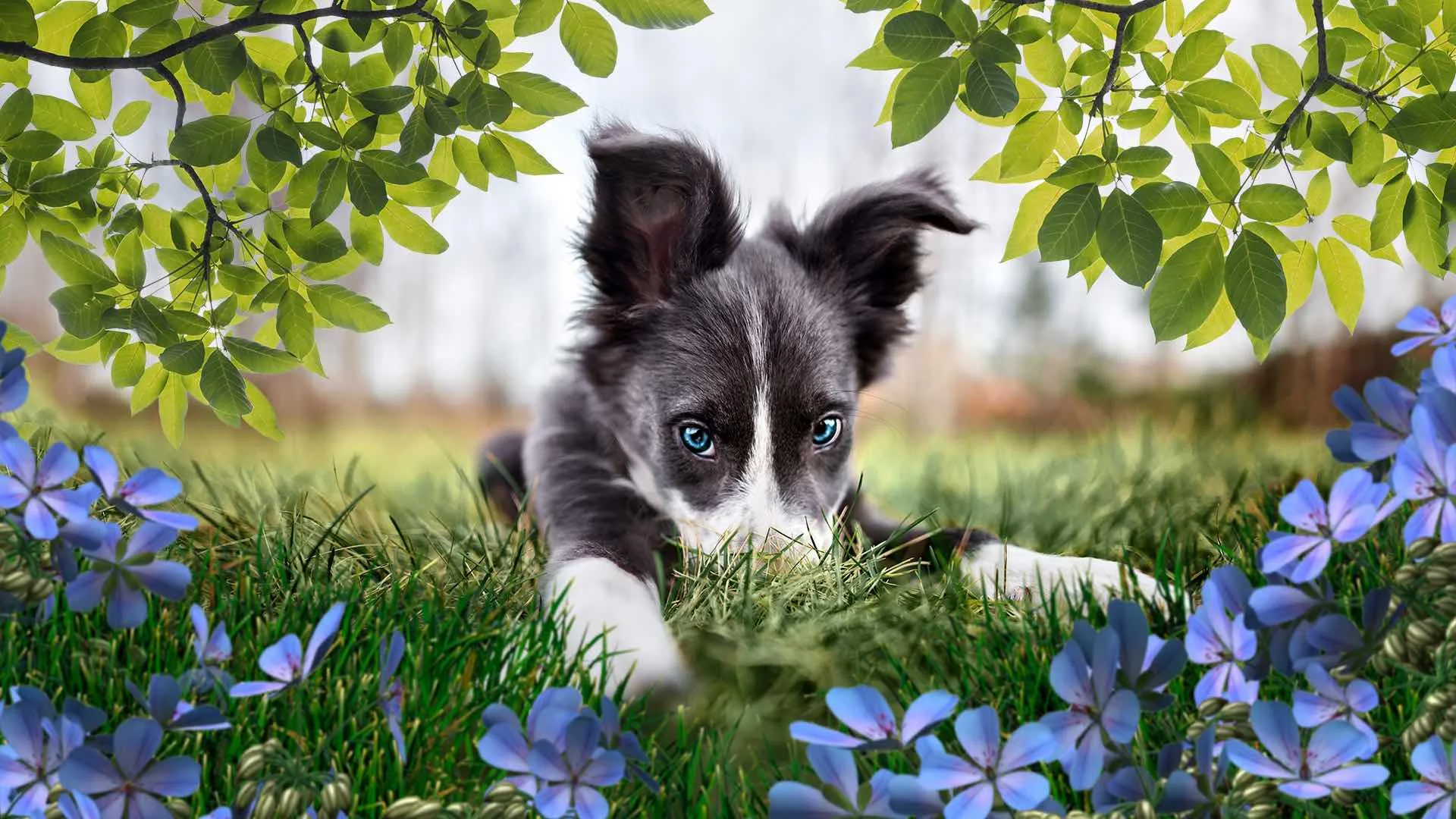 یک سگ بامزه با چشم آبی روز روشن منظره گل