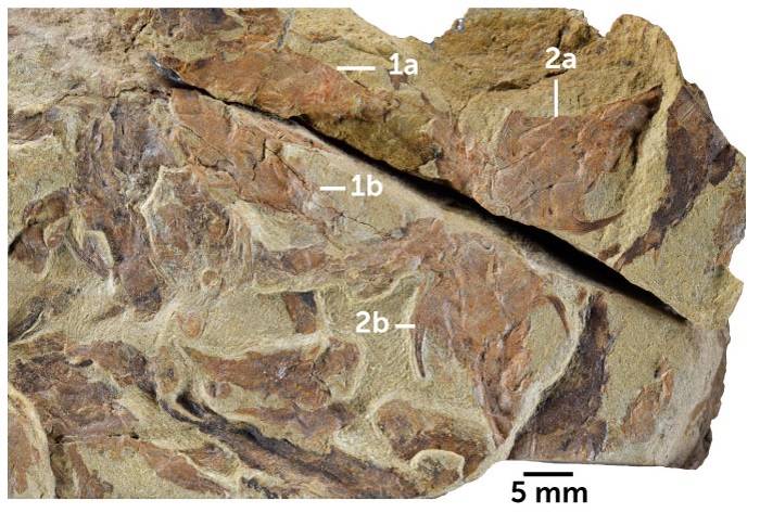 فسیل ماهی های باستانی / fossils