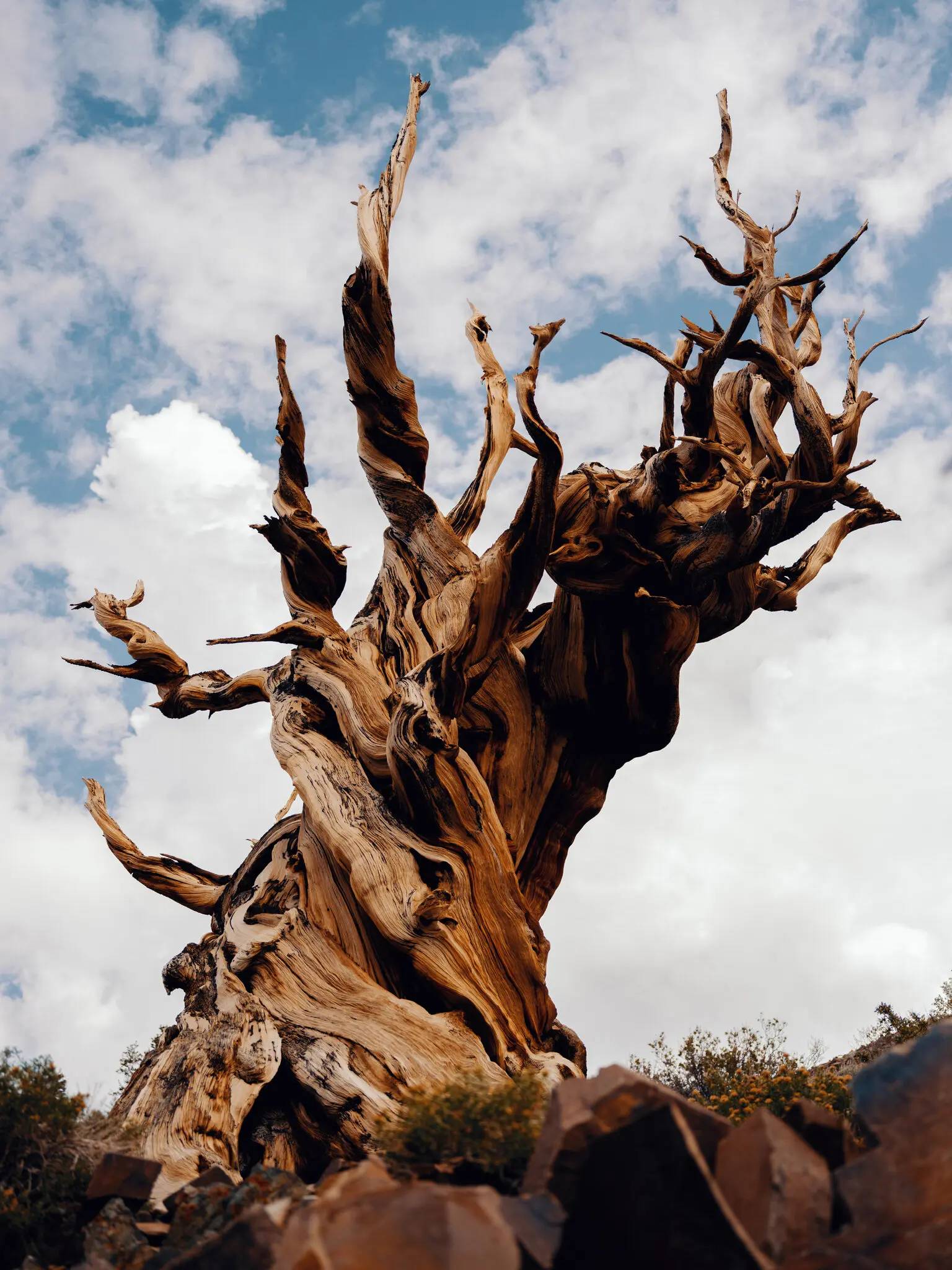 درخت کاج / Great Basin bristlecone pine