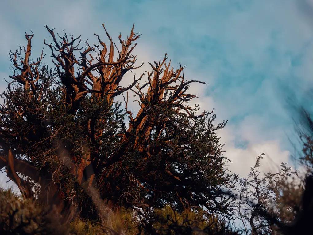 درخت کاج زبرمیوه غربی / Great Basin bristlecone pines