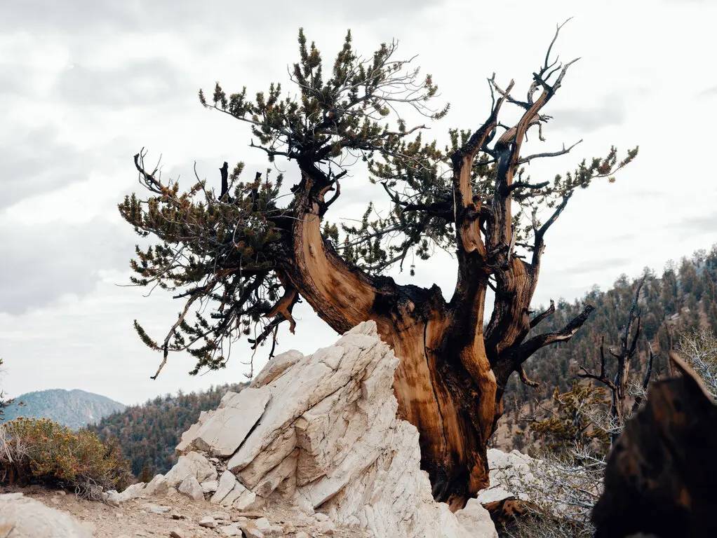 درخت کاج زبرمیوه / Great Basin bristlecone pines