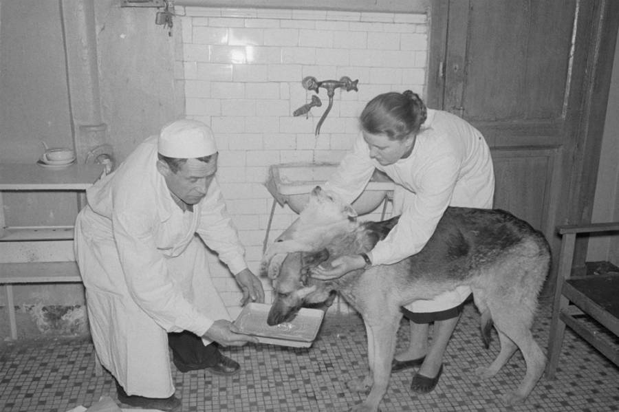 Laboratory assistant feeding a two-headed dog 