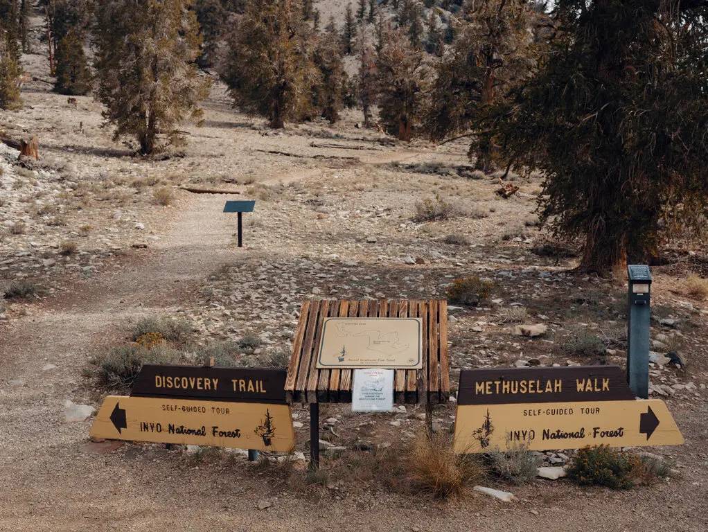 کاج های کهنسال در کالیفرنیا / location of Methuselah