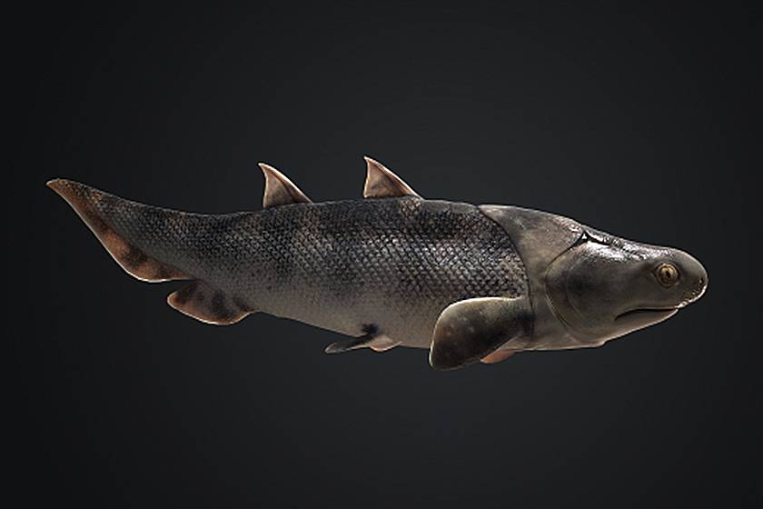 ماهی شناکانتوس ورمیفورمیس / Shenacanthus vermiformis 