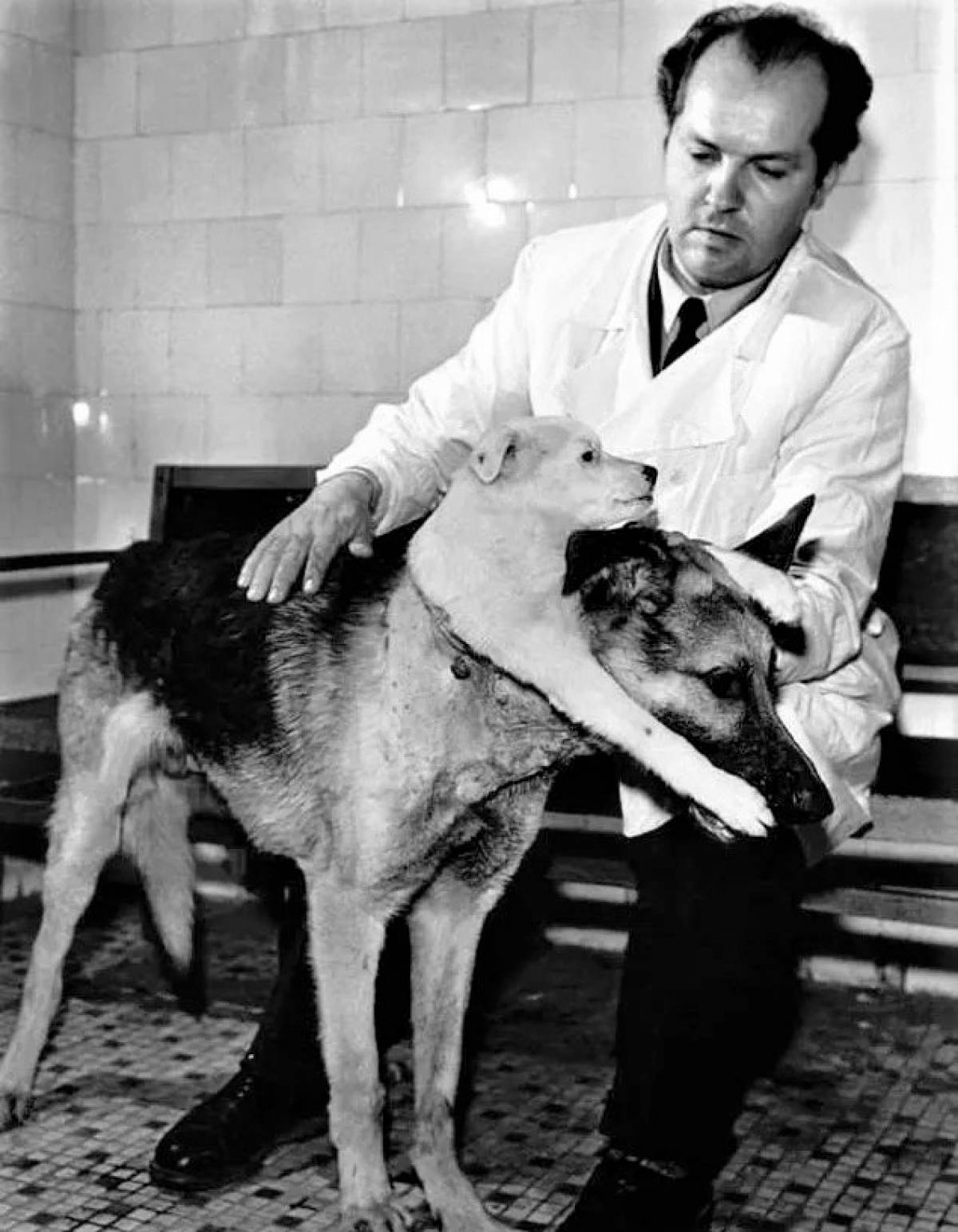 Dr. Vladimir Demikhov with a two-headed dog / Vladimir Demikhov