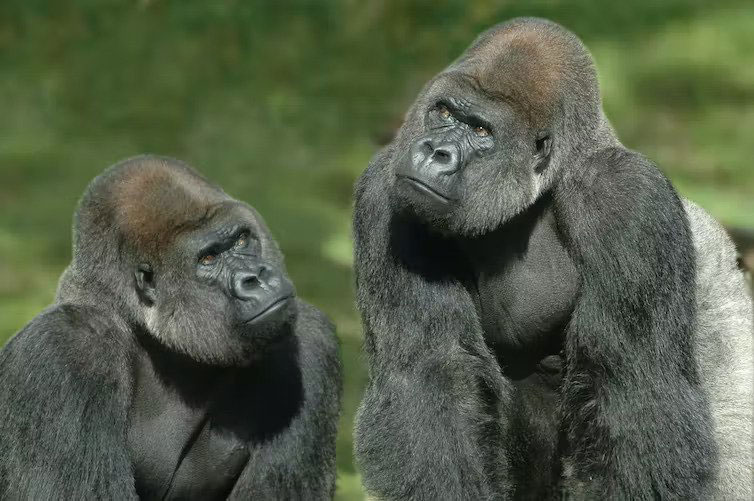 Friendship of gorillas