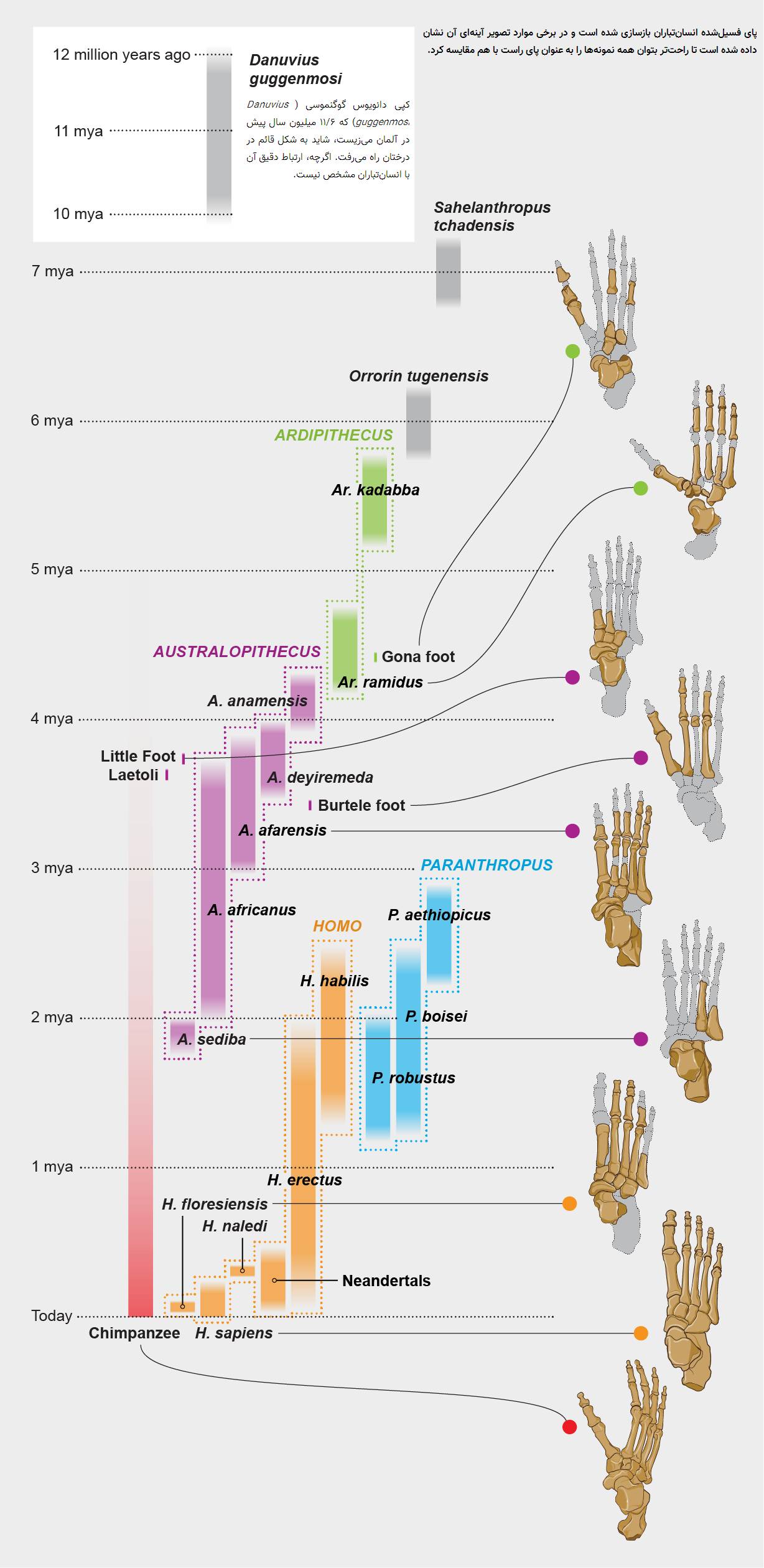 بازسازی پای انسان تباران / hominins