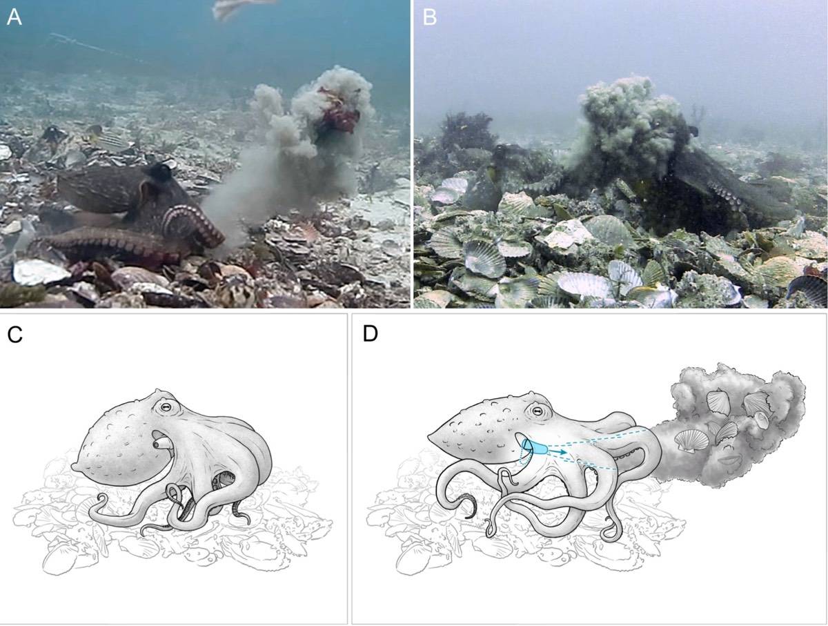اختاپوس ها حین پرتاب زباله به یکدیگر / Octopuses throwing debris