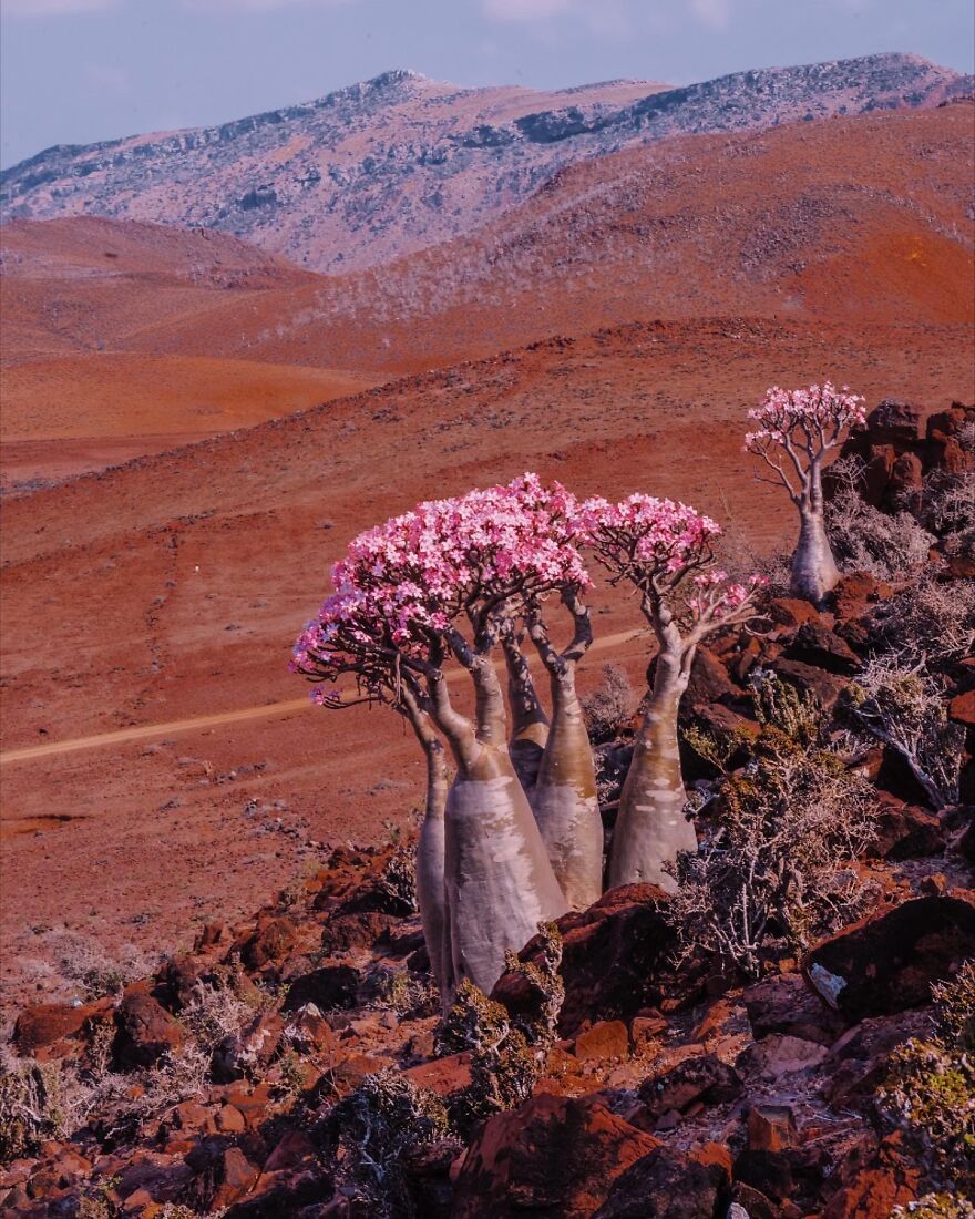 جزایر سقطری در یمن