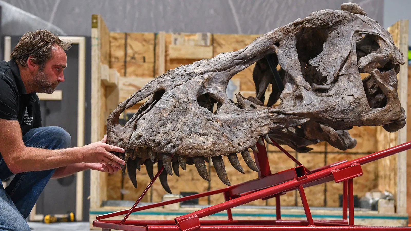 L'énorme crâne de T-Rex