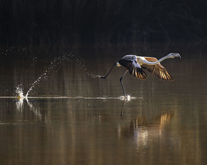 پرتره‌ای از یک تمساح،‌ برنده جوایز عکاسی Mangrove سال ۲۰۲۲