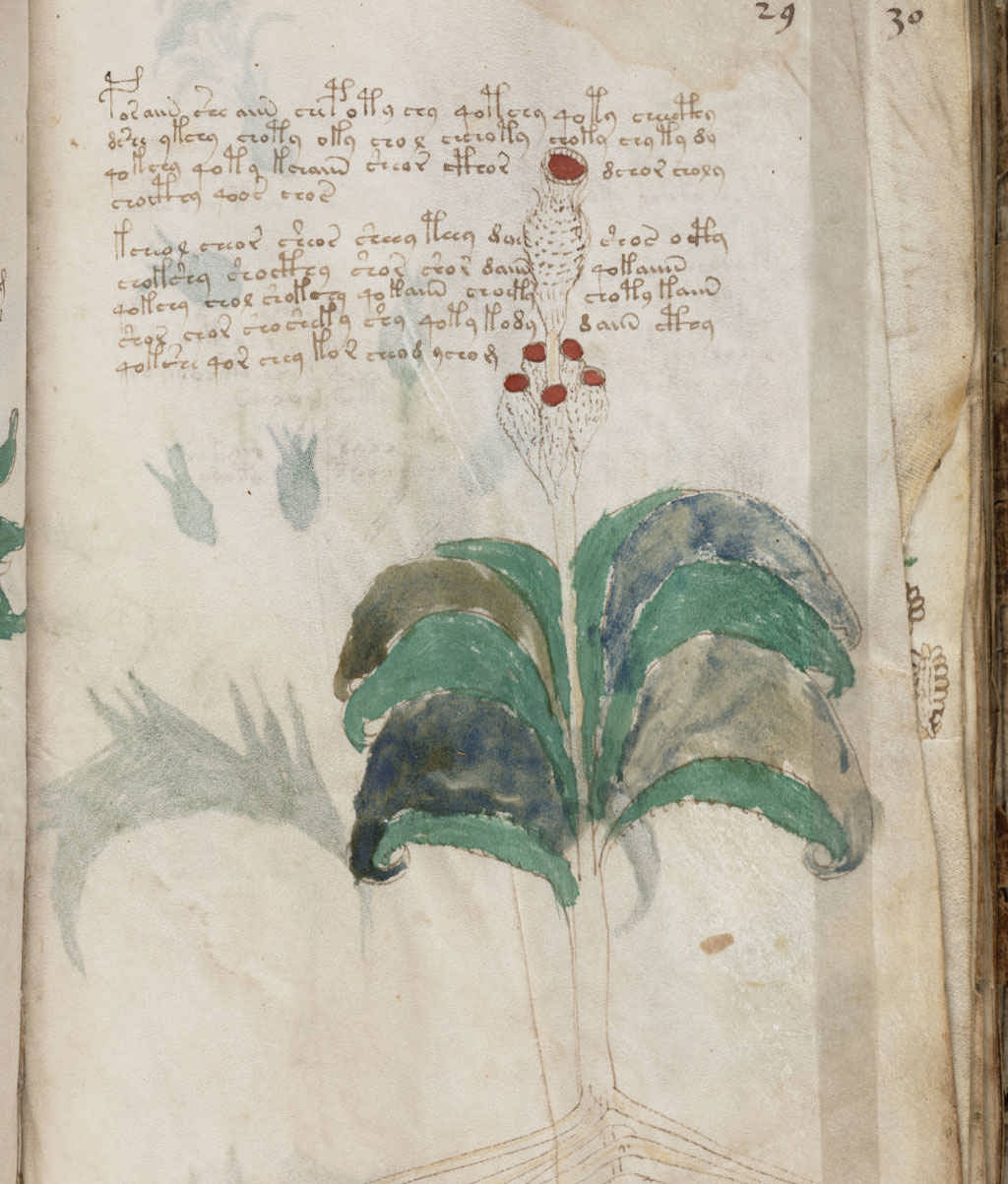 تصویری از بخش گیاهان دست‌نوشته‌های ووینیچ.