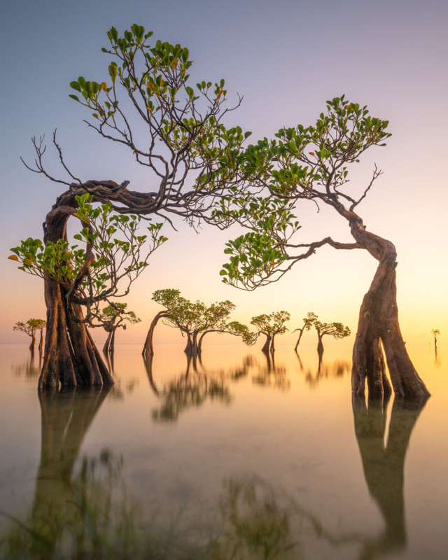 پرتره‌ای از یک تمساح،‌ برنده جوایز عکاسی Mangrove سال ۲۰۲۲