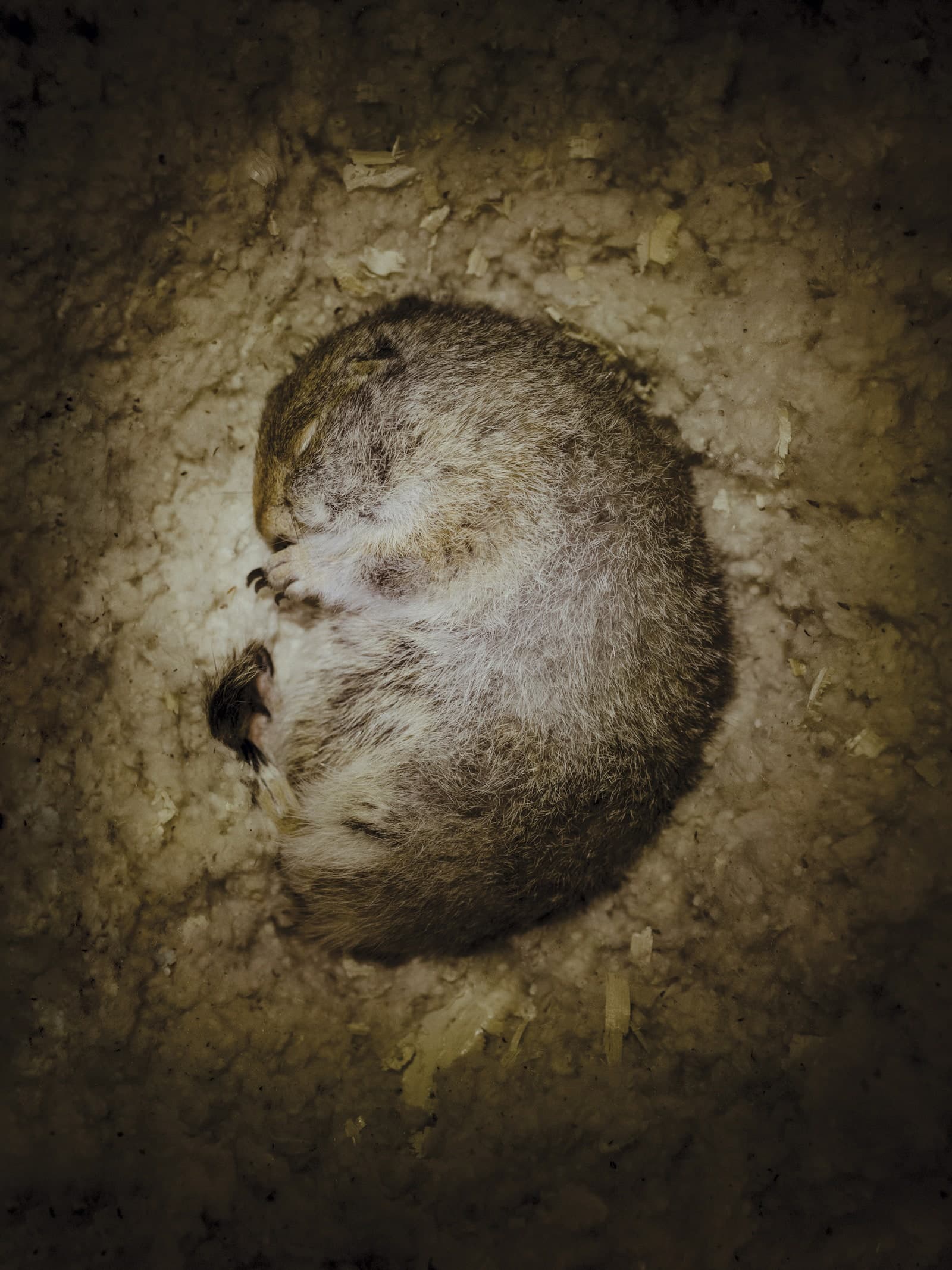 سنجاب زمینی قطبی در خواب زمستانی