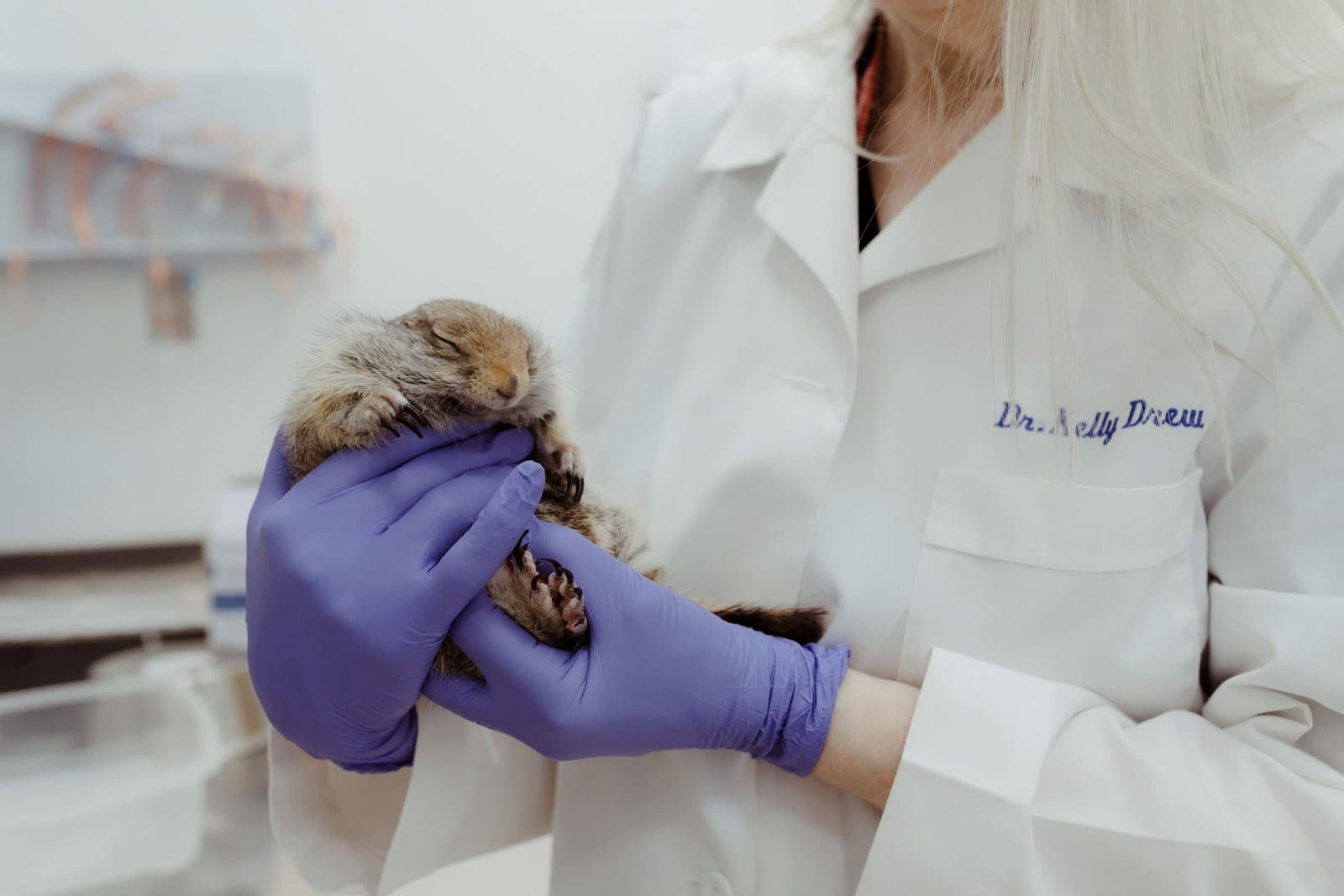 سنجاب زمینی قطبی در خواب زمستانی - دکتر کلی درو