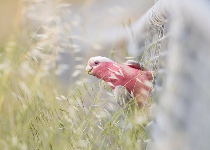 برندگان مسابقه عکاسی Birdlife استرالیا 2022