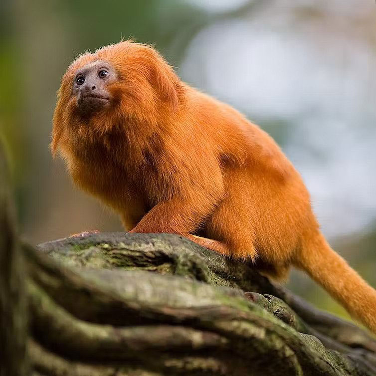 تامارین، میمون آمریکای جنوبی
