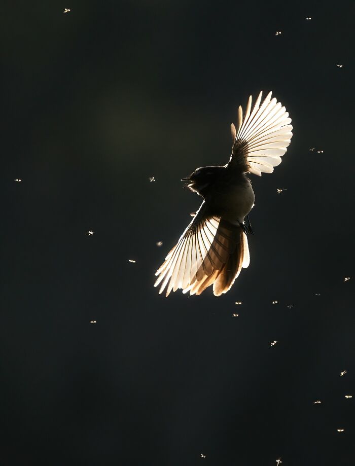 برندگان مسابقه عکاسی Birdlife استرالیا 2022