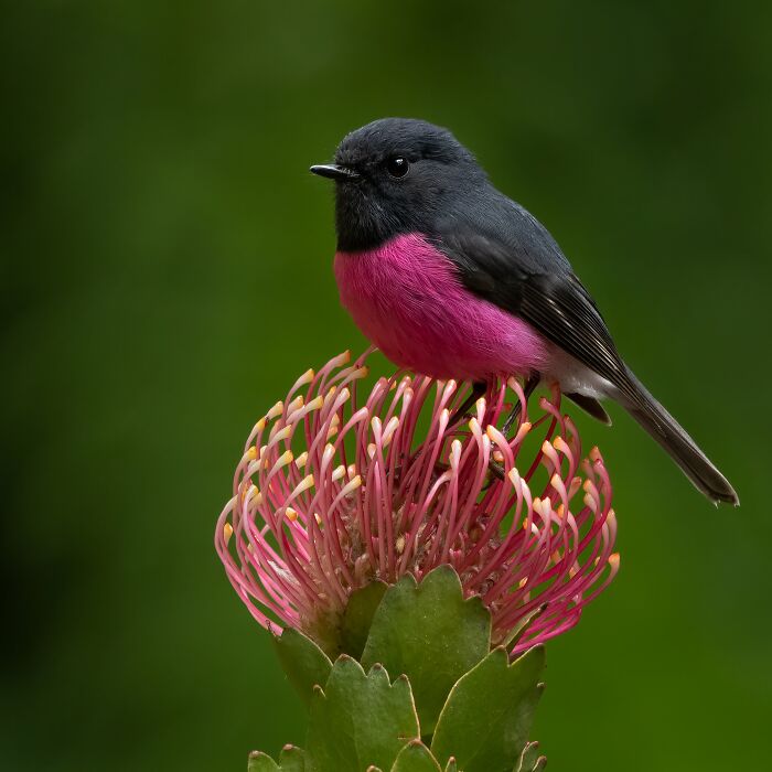 برندگان مسابقه عکاسی Birdlife استرالیا 2022