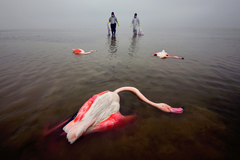 عکاس محیط زیست سال - فلامینگوهای مرده