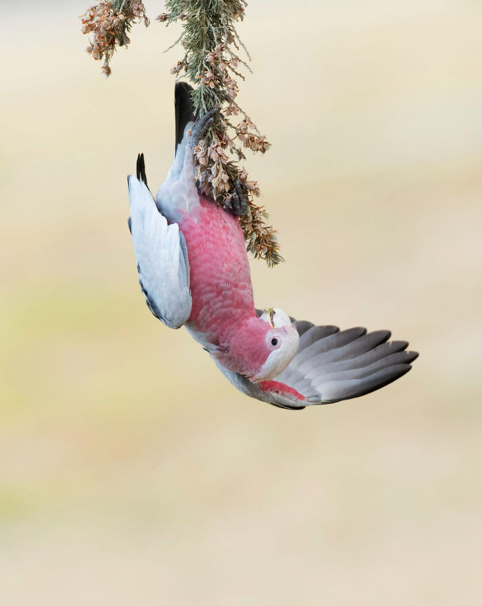 برندگان مسابقه عکاسی Birdlife استرالیا 2022