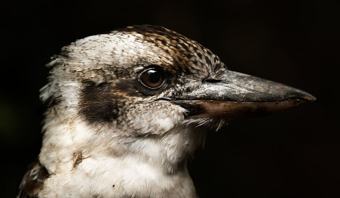 برندگان مسابقه عکاسی Birdlife استرالیا 2022