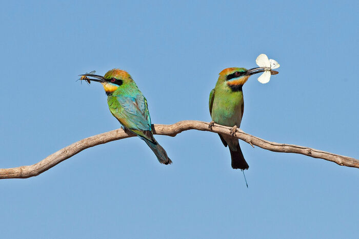 برندگان مسابقه عکاسی Birdlife استرالیا 2022