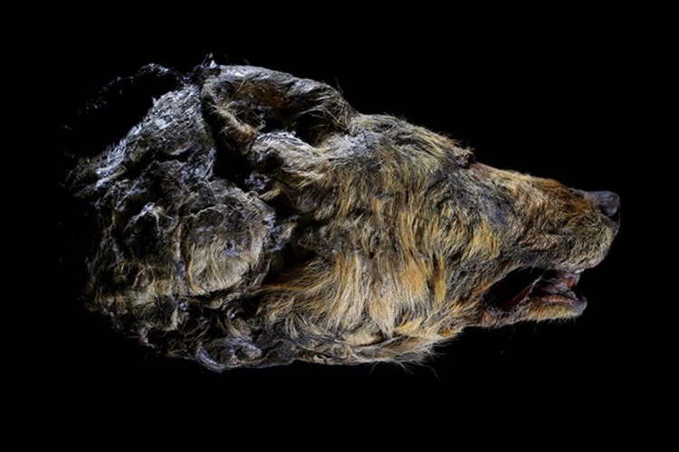 40,000 year old Siberian wolf