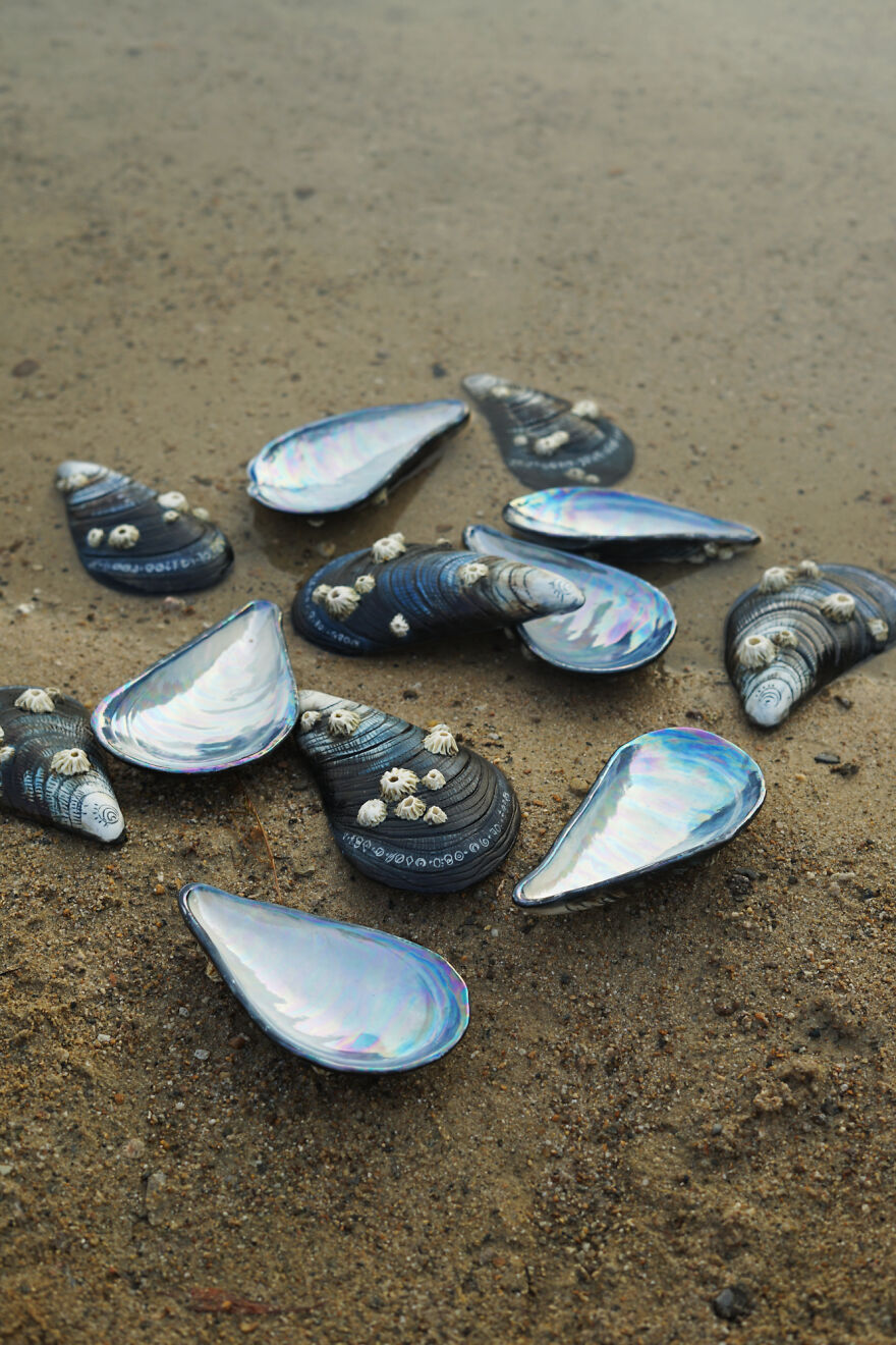 Ceramic set / shell-shaped dishes on the beach