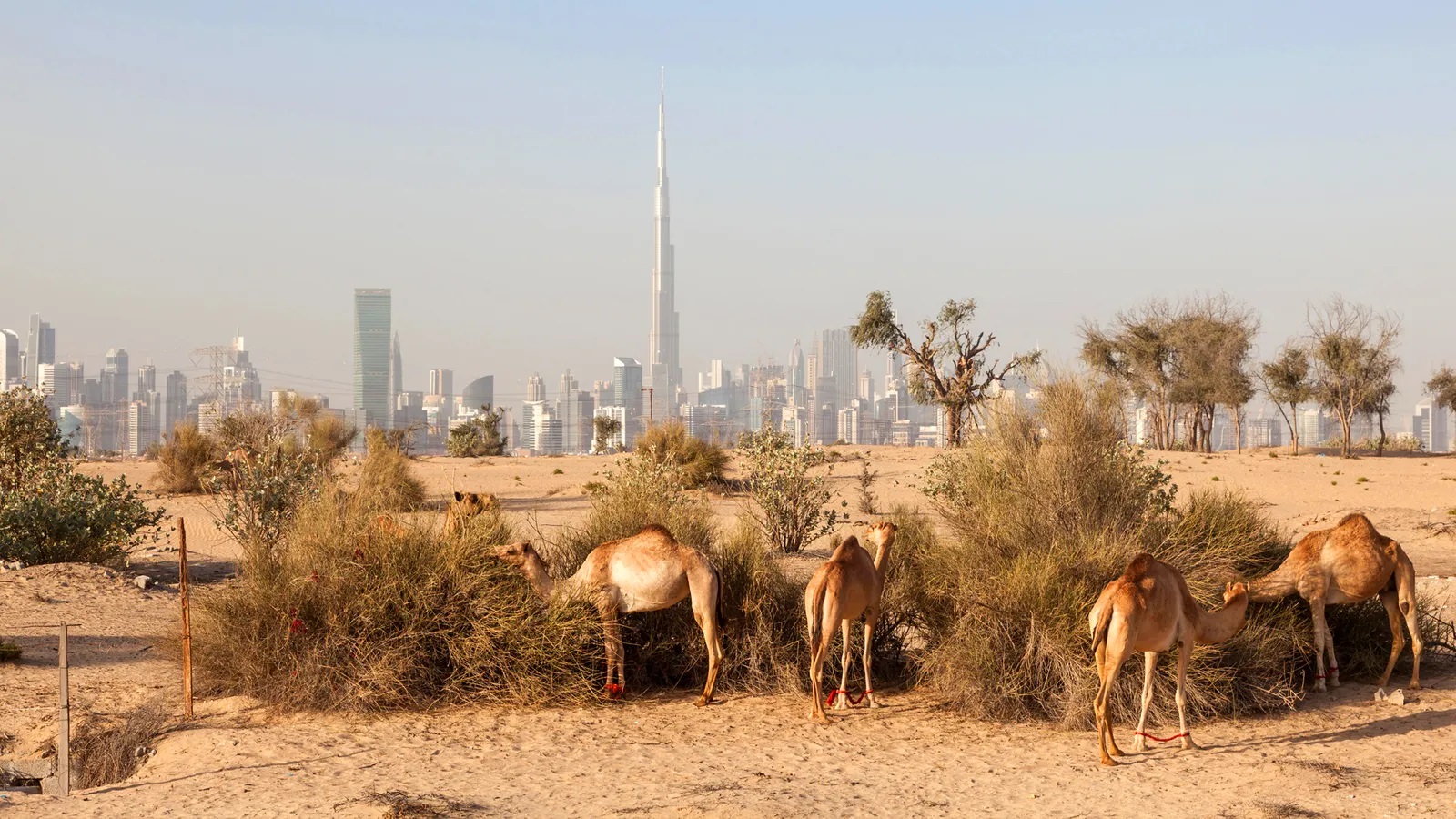 Camels in the deserts of Dubai
