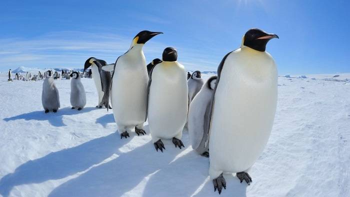 پنگوئن های امپراتور