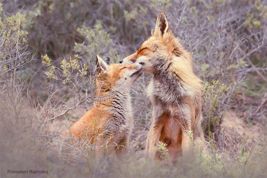 عشق در قلمرو روباه ها