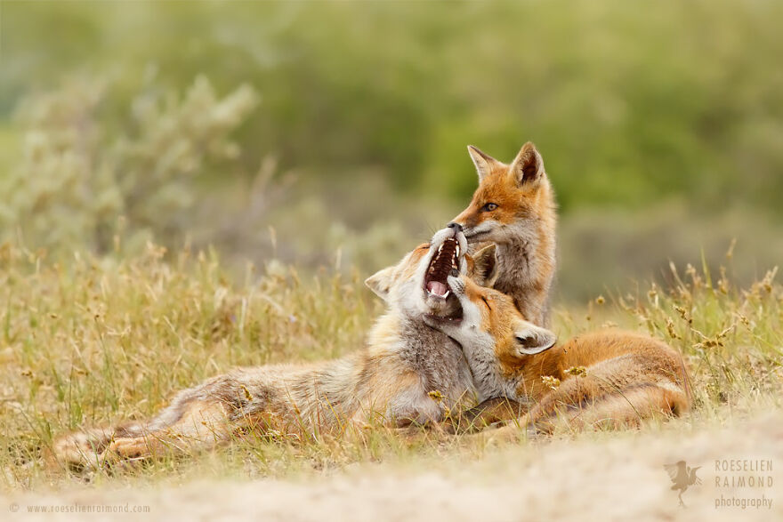 عشق در قلمرو روباه ها