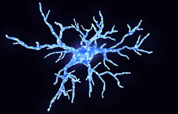 میکروگلیا سلول های ایمنی درون مغز / microglia