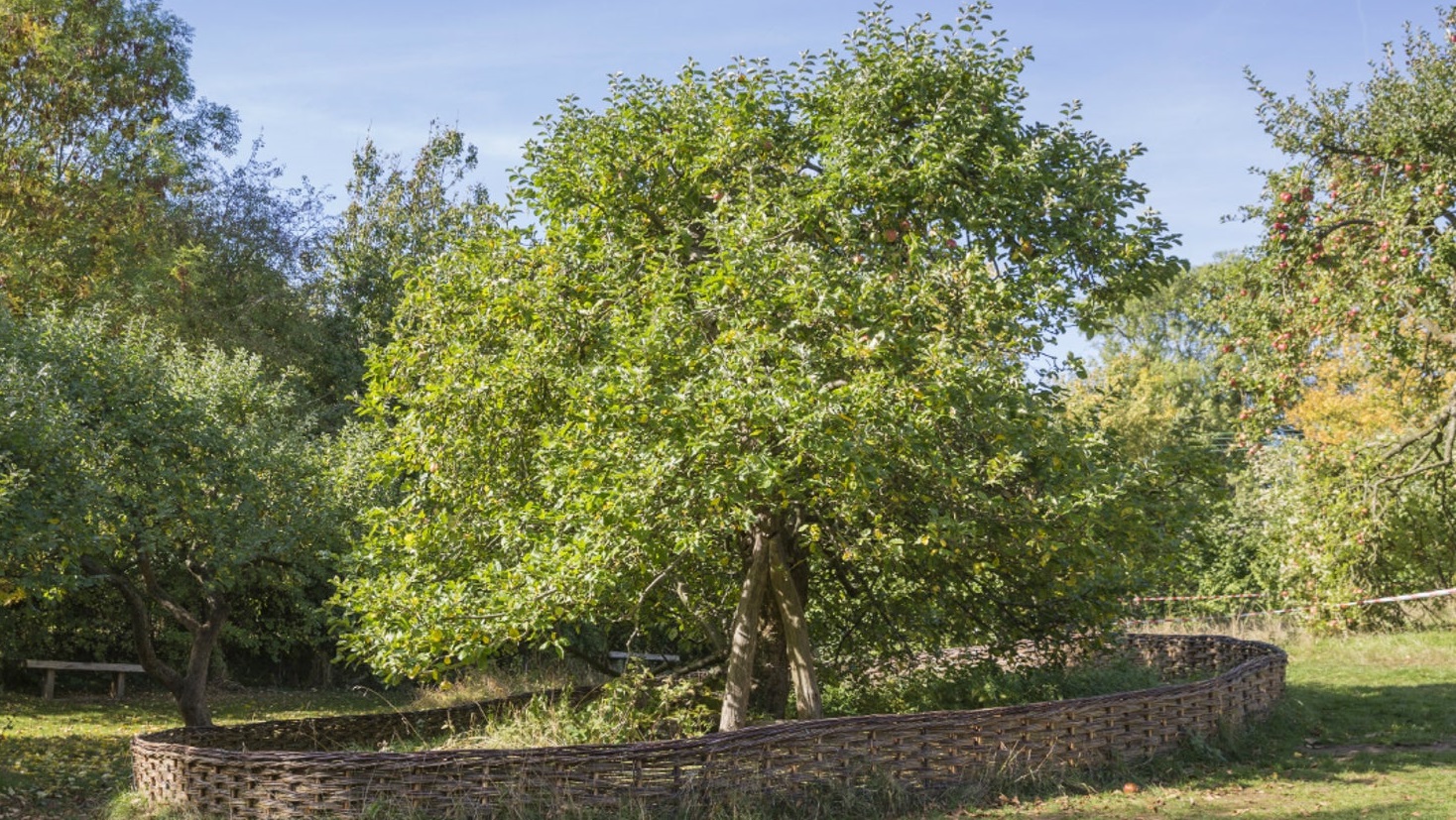 Newton's apple tree in the Wolstorp mansion