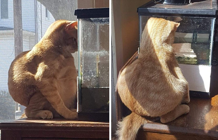 یک گربه چاق و نارنجی در حال تماشا است