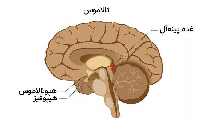 غده های مغز / brain