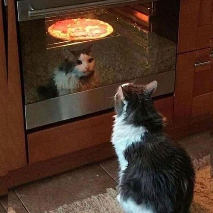گربه جلوی فر پیتزا منتظر است