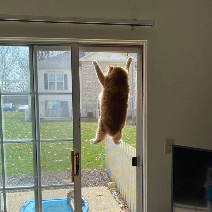گربه آویزان از پنجره
