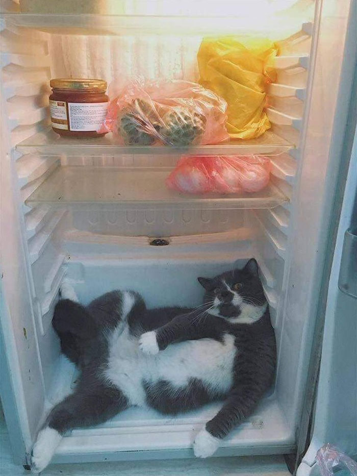 گربه در یخچال